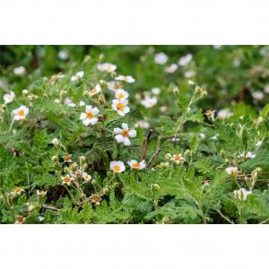 Flowering Plant