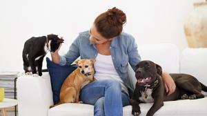 Pet Sitting Market Growth 2025-2032