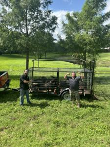 Feral Hogs