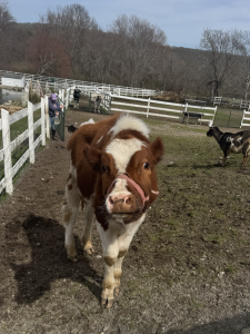Hayden Foundation visits West Place Animal Sanctuary in Rhode Island, meeting rescued farm animals.