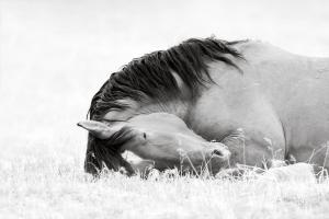 "Release" by Photographer, Maria Marriott. A wild horse in deep sleep in the Great Basin Desert.