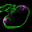 Vaccines trigger rapid lymph node responses