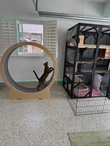 Playtime on The Wheel at Catbnb