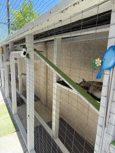 Cat Boarding Services at Catbnb: Outdoor Cat-run