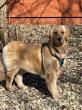 VetStem Cell Therapy Helps Golden Retriever Puppy Avoid Hip Surgery