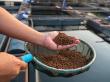 Aquaculture Feed Extrusion Market to Reach $92.1 Billion by 2031 Amid Rising Demand for Sustainable Aquafeeds