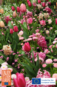 Image of flower bulbs