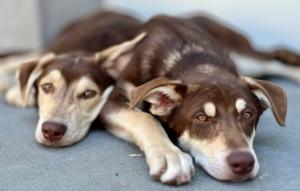 Two brown puppies snuggle together before rescue.