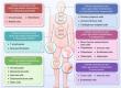 The Aging Blueprint: Understanding the Cellular Mechanisms of Skeletal Aging