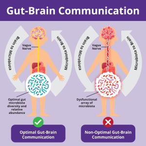 gut brain axis