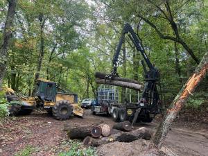 Walnut Timber Harvest