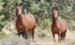 Advocates Say 'Whoa!' To USFS Roundup at Devil’s Garden