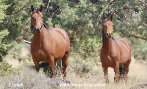Advocates Bonnie Kohleriter, Mary Koncel, and Wild Horse Education (WHE) organization have filed a formal challenge against the Unites States Forest Service (USFS) plans to roundup the Devil’s Garden Plateau Wild Horse Territory (WHT) Devil's Garden wild horses
