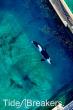 EARTHDAY.ORG CALLS FOR URGENT ACTION TO SAVE TWO CAPTIVE ORCAS & AND 12 DOLPHINS TRAPPED IN CLOSED FACILITY IN FRANCE