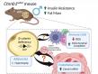 New College of Florida Research Uncovers Key Role of β-catenin in Fat Metabolism and Immune System Interactions