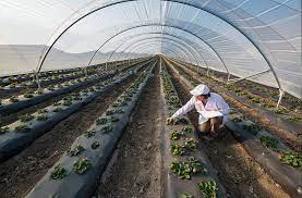 The global agricultural disinfectants market is gaining traction driven by rising demand for safe, contamination-free food and the growing need to protect crops from pests and diseases Agricultural Disinfectants Market, by Type