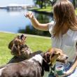 Pawford Pet Launches Veterinarian-Approved Functional Chews to Support Dog Wellness