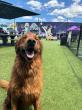 PUPS STAY PAWSITVITELY CHILL AT SKIPTOWN