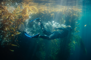 Snorkeler gliding through a vibrant kelp forest in the clear blue waters of Channel Islands National Park, surrounded by swaying golden kelp and shafts of sunlight piercing through the water.