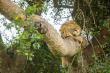 Volcanoes Safaris Unveils Exclusive Big Cat Photography Expedition with Dr. Alexander Braczkowski