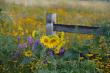 When and How to Harvest Sunflower Seeds: Tips from American Meadows Experts