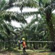 GAPKI: WTO ruling against EU biodiesel tariffs shows pattern of discrimination against Indonesian palm