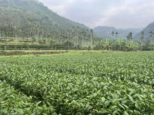 "Satoyama Initiative in action: linking rural environmental care with global sustainability and carbon markets."