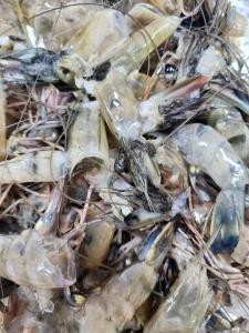 by University of Sharjah
Researchers at the University of Sharjah have developed an innovative method to transform shrimp waste—typically discarded in large quantities by the seafood industry—into a valuable carbon product capable of capturing carbon dioxide (CO₂)