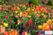 Flowerbulb.eu Releases Tulip Guide for Fall