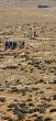 U.S. Physician’s Land in Masafer Yatta Illegally Confiscated by Israeli Settlers under Israeli Military Guard