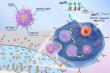 Nucleic Acid Aptamers for Advancing Targeted Therapies for Bone Diseases