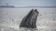 Industry Leading Apparel Brands Patagonia & Toad&Co Join Protecting Blue Whales and Blue Skies as Ambassadors