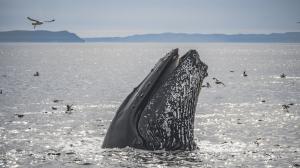 A humpback whale pops its head out of the water in the Santa Barbara Channel, with its eye visible above the surface. It appears to be looking straight at the photographer.