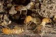 Research shows little brains solve big problems in termite colonies