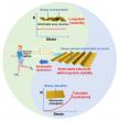 Smart biosensors that bend, stretch, and sense