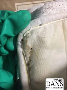 Bed bugs infestation on mattress – Bakersfield pest control and extermination services