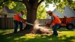 Tree Health Assessment Plays Key Role in Safety and Sustainability Across Australia