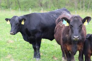 Sitz Dignity Daughter 239L Herdmate 95L