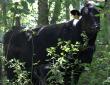 Sitz Dignity Daughter 239L Delivers First Calf at Deluisio Angus