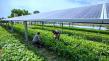 Agrivoltaics Market Expected to Hit USD 8.34 Billion by 2032, Reported by Coherent Market Insights