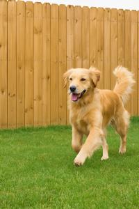 Golden retriever behind a sturdy wooden fence, showing pet-safe fencing in a backyard.