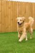 Tony’s Fencing and Iron Works Highlights Safe Fencing Practices for Pets