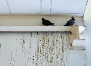 Das Reinigungsunternehmen Fassadenklar weist eindringlich auf die wachsenden gesundheitlichen und baulichen Risiken durch Vogelkot an Hausfassaden hin Tauben auf dem Balkon und vogelkot an der Fassade von Sompong Sriphet von Dreamstime.com