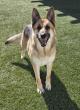 25-YEAR-OLD GERMAN SHEPHERD RESCUE GROUP FACING ECONOMIC CRUNCH