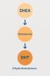 MOPE Clinic Explains the Relationship Between DHT and DHEA in Hormone Health