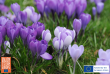 Flowerbulb.eu Releases Guide to Extending Your Gardening Season with Crocus Lawns