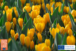 Image of Crocus flavus Golden Yellow