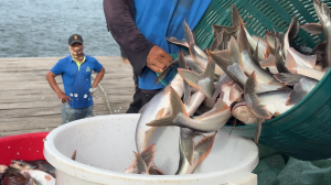 Mekong Fishery3