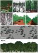 RAMI-V: bridging the gap in radiative transfer models for remote sensing