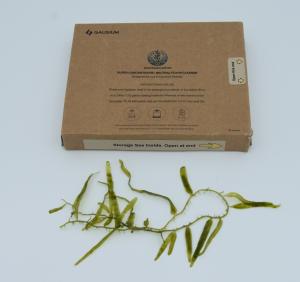 Gausium Leaves-Seaweed